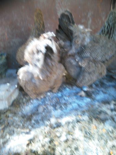 iunie-iulie 2015 302; BHI 2012 de la Cicoi Nicolae
