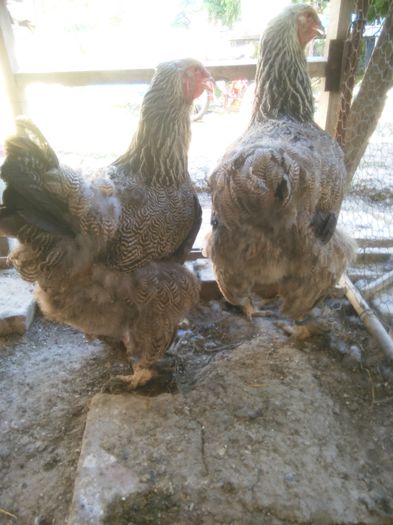 iunie-iulie 2015 303