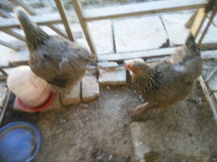 iunie-iulie 2015 306