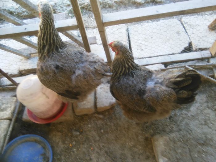 iunie-iulie 2015 307