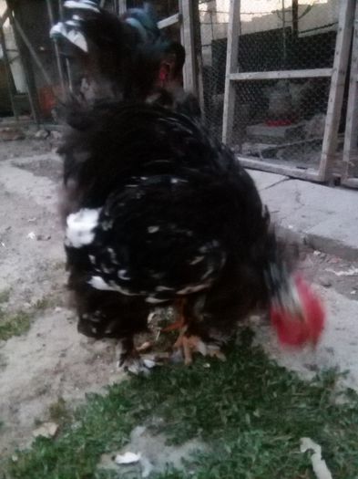 IMG_20150708_214310; Cocos C.U.Bobat 2013
