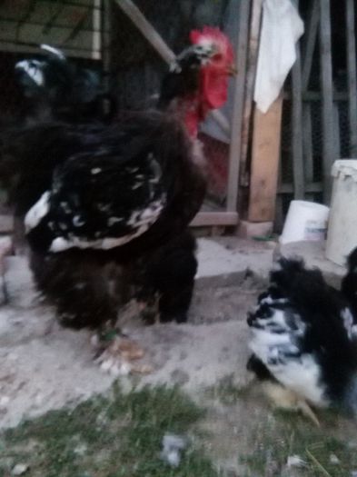 IMG_20150708_214337; Cocos C.U.Bobat 2013 si pui 2015
