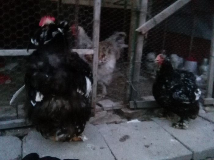 IMG_20150708_214438; Cocos C.U.Bobat 2013
