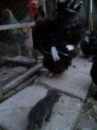 IMG_20150708_214444; Cocos C.U.Bobat 2013 si pisoi 2015
