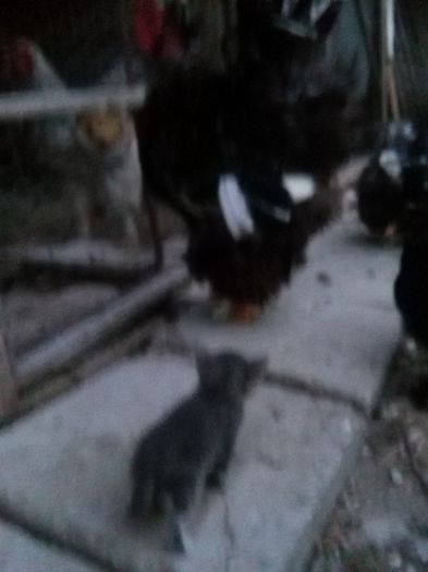 IMG_20150708_214446; Cocos C.U.Bobat 2013 si pisoi 2015
