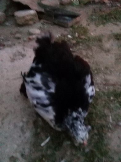 IMG_20150708_214612; Puii CUBobat 2015
