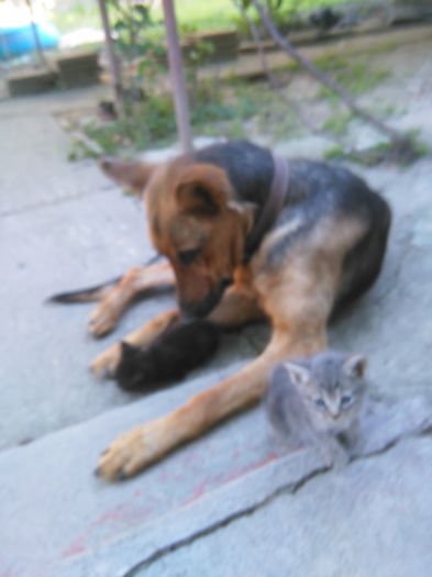 IMG_20150710_195544; Hera si pisoii
