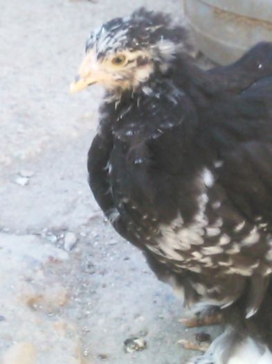 IMG_20150712_171456; pui 2015
