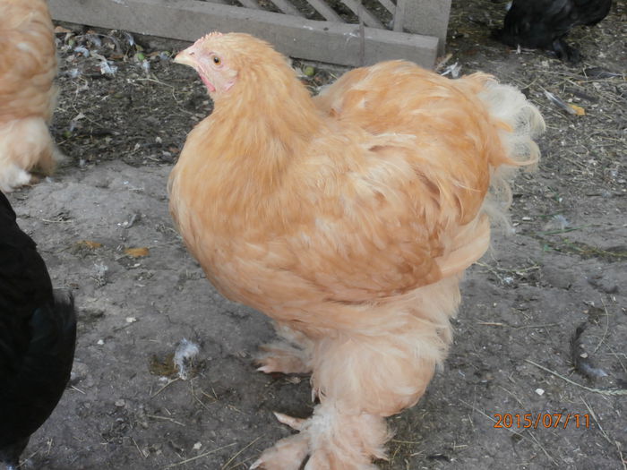 P7110294