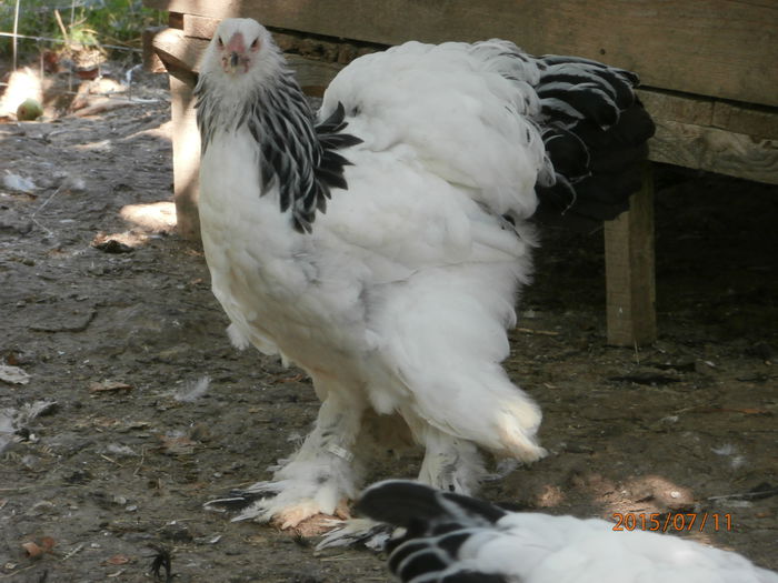 P7110279