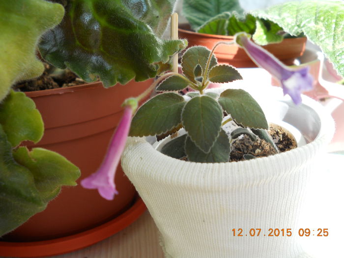 002 - SPLENDORILE VERII 2015