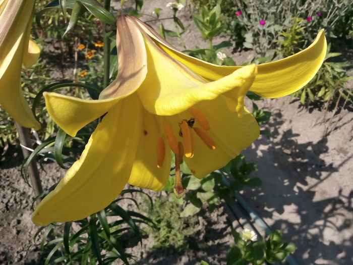 IMG_20150712_163524 - 2015 Crini