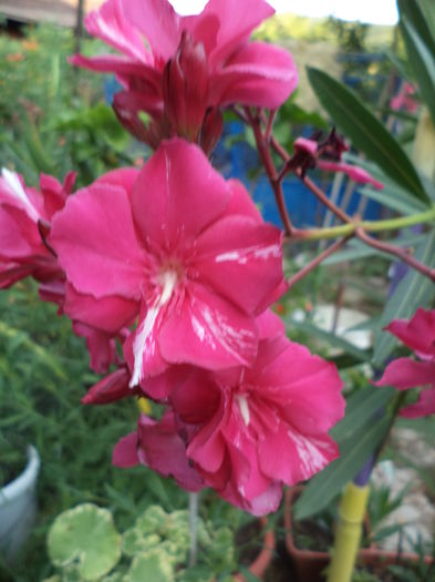 DSC04446