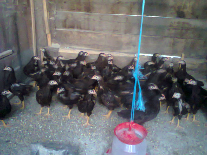 cam asa aratam la doua luni si un pic .