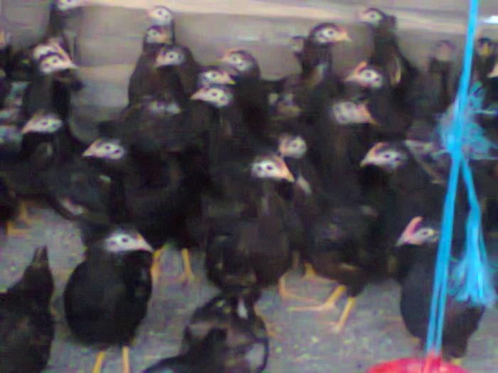 doua luni si un pic .