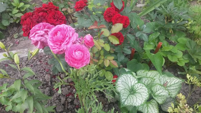 12 iulie; brunera, ranunculus si lavaglut
