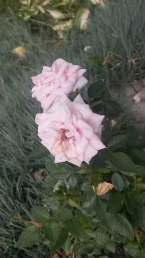 Blush Parade, miniatur