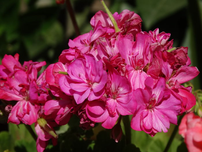 DSC02486 - Plante in ghiveci 2015