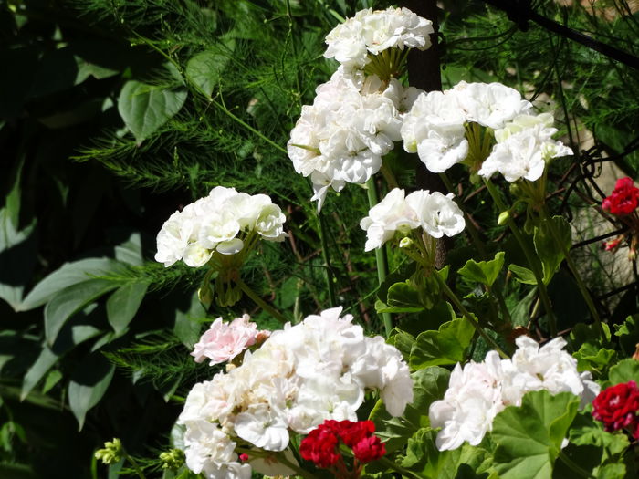 DSC02487 - Plante in ghiveci 2015