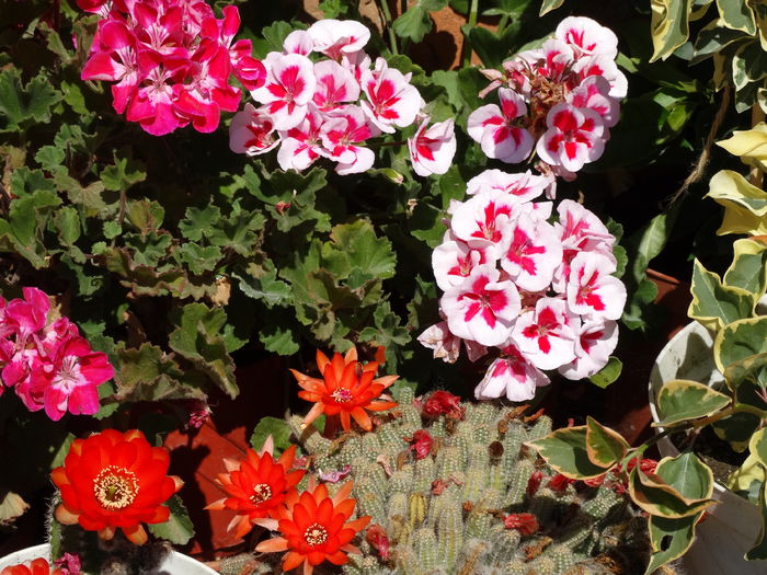 DSC02489 - Plante in ghiveci 2015