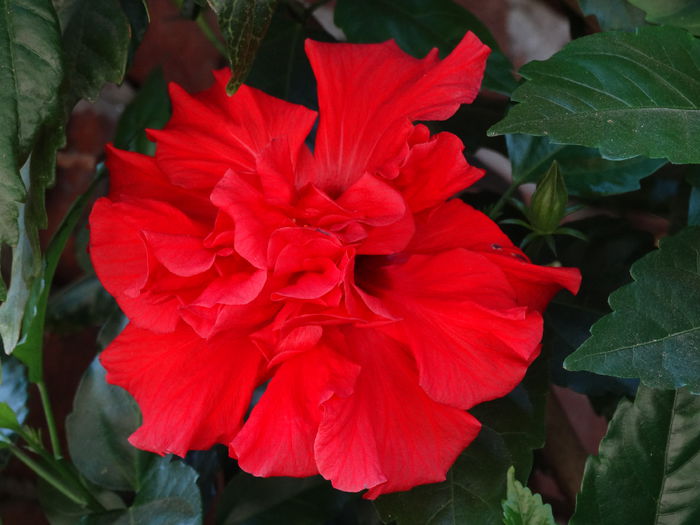 DSC02624 - Plante in ghiveci 2015