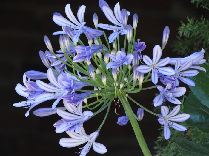 DSC02530 - Plante in ghiveci 2015