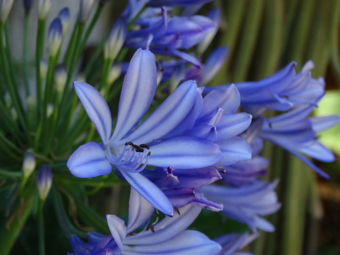 DSC02560 - Plante in ghiveci 2015