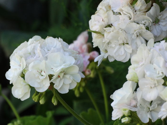 DSC02563 - Plante in ghiveci 2015
