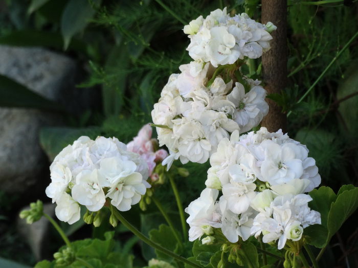 DSC02562 - Plante in ghiveci 2015