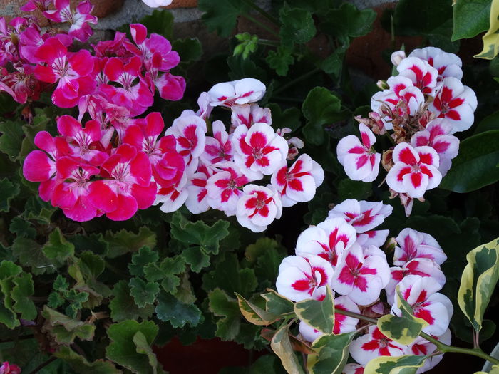 DSC02642 - Plante in ghiveci 2015
