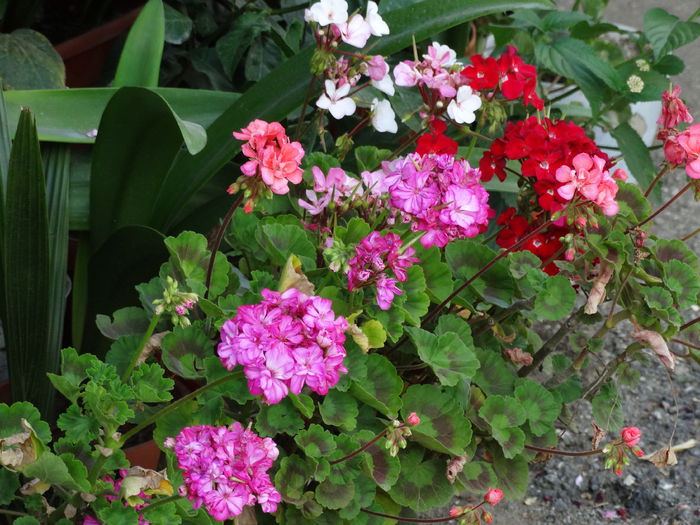 DSC02635 - Plante in ghiveci 2015