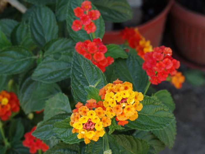 DSC02559 - Plante in ghiveci 2015
