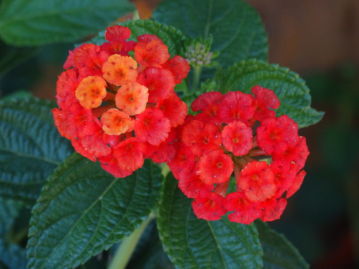 DSC02558 - Plante in ghiveci 2015