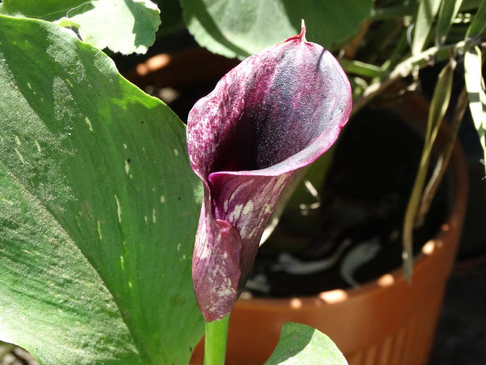 DSC02524 - Plante in ghiveci 2015
