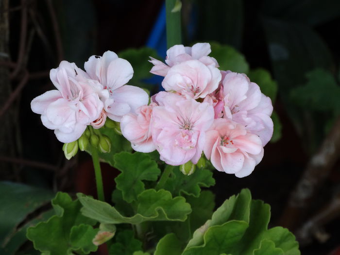 DSC02634 - Plante in ghiveci 2015