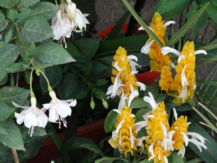 DSC02646 - Plante in ghiveci 2015