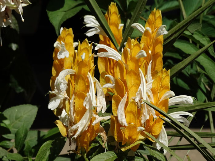 DSC02481 - Plante in ghiveci 2015