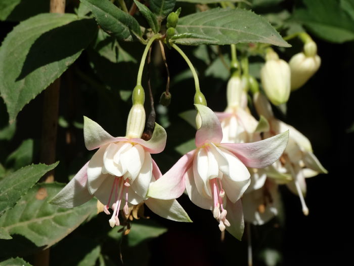 DSC02483 - Plante in ghiveci 2015