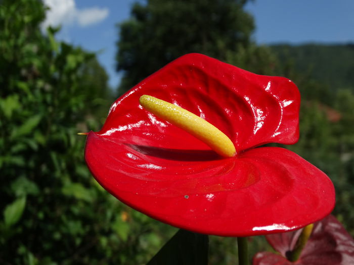 DSC02650 - Plante in ghiveci 2015