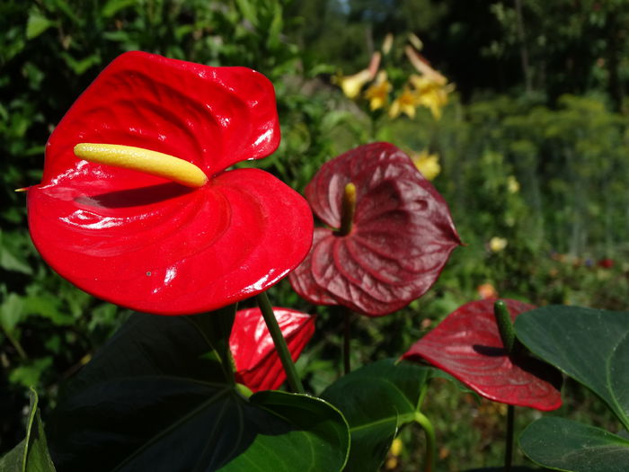 DSC02649 - Plante in ghiveci 2015