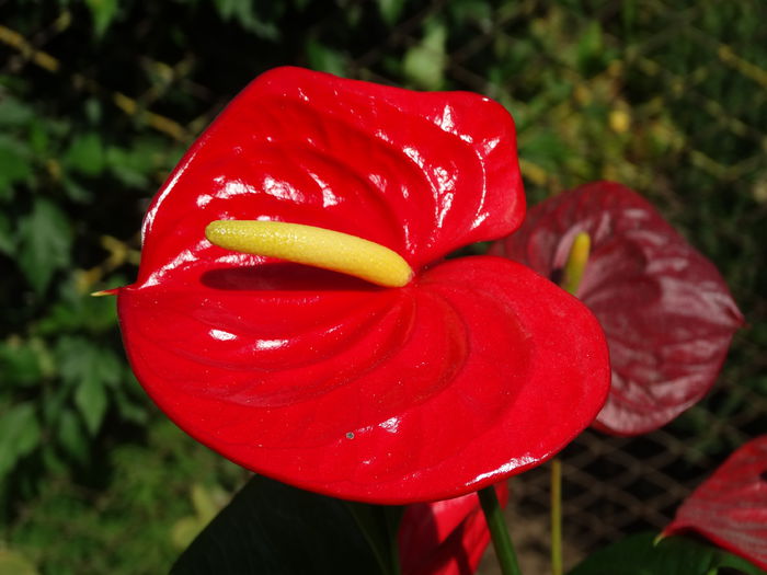 DSC02648 - Plante in ghiveci 2015