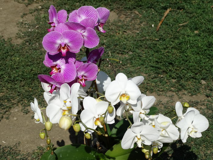 DSC02655 - Plante in ghiveci 2015