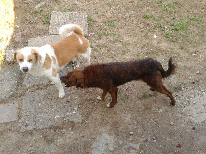 Fotografie0001 - AAAA___BOBY