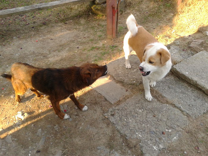 Fotografie0002 - AAAA___BOBY