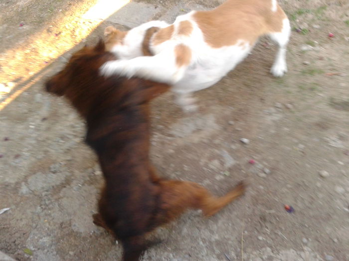 Fotografie0003 - AAAA___BOBY