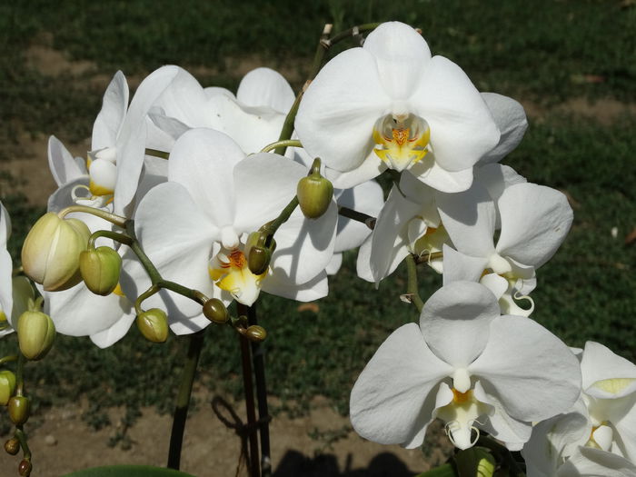 DSC02654 - Plante in ghiveci 2015