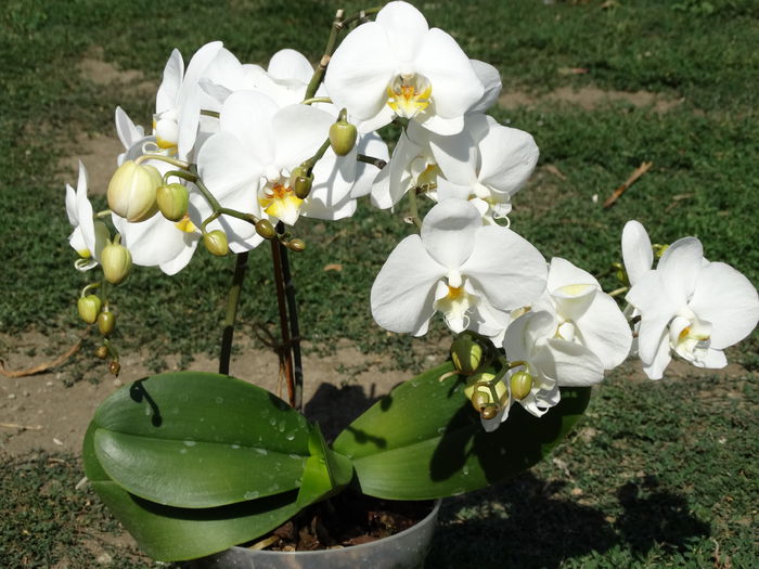 DSC02653 - Plante in ghiveci 2015