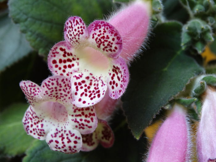 DSC02633 - Plante in ghiveci 2015