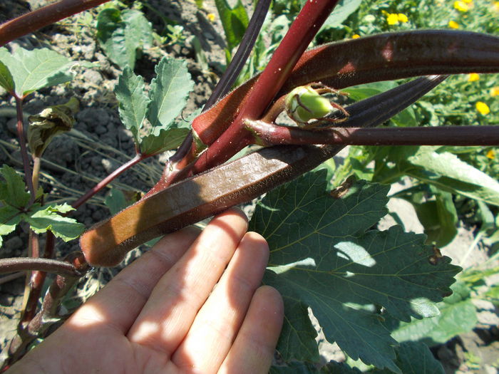  - SEMINTE BAME ROSII BURGUNDY - OKRA