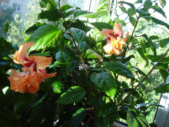 DSC02550 - HIBISCUS 2015